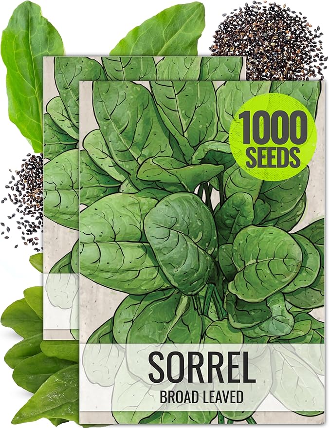 Seed Needs Large Leaf Sorrel Seeds for Planting - Heirloom Non-GMO & Untreated Medicinal or Culinary Herb - Grow a Home Grown Outdoor Garden (2 Packs)