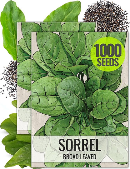 Seed Needs Large Leaf Sorrel Seeds for Planting - Heirloom Non-GMO & Untreated Medicinal or Culinary Herb - Grow a Home Grown Outdoor Garden (2 Packs)