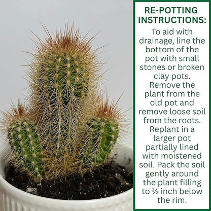 Cactus & Succulent Potting Soil Mix - Made with Perlite and Vermiculite - pH-Controlled for Indoor and Outdoor Plants - Made in USA - (8 Quarts)
