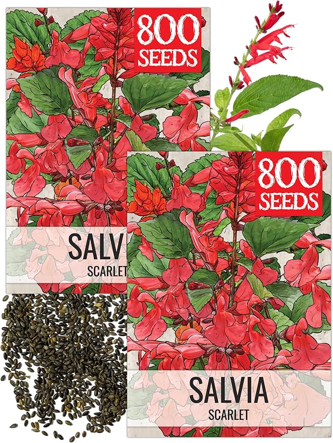 Seed Needs, Scarlet Red Sage Seeds - 800 Heirloom Seeds for Planting Salvia coccinea - Perennial Wildflower for an Outdoor Garden, Open Pollinated & Attracts Pollinators (2 Packs)