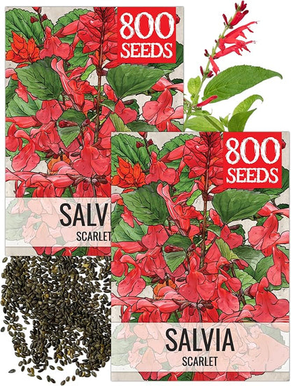 Seed Needs, Scarlet Red Sage Seeds - 800 Heirloom Seeds for Planting Salvia coccinea - Perennial Wildflower for an Outdoor Garden, Open Pollinated & Attracts Pollinators (2 Packs)