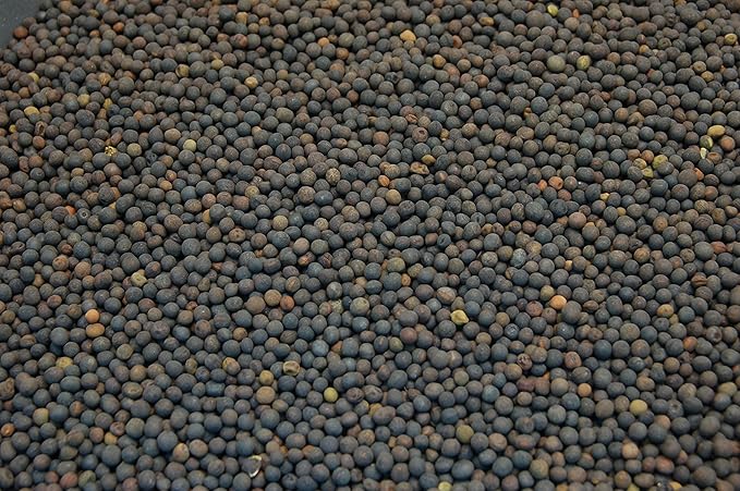 Hairy Vetch Legume Seed by Eretz (8oz) - Choose Size! Willamette Valley, Oregon Grown, Non-GMO, No Fillers, No Coatings, #1 Seed.