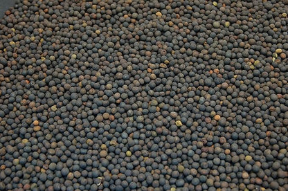 Hairy Vetch Legume Seed by Eretz (3lb) - Choose Size! Willamette Valley, Oregon Grown, Non-GMO, No Fillers, No Coatings, No Weed Seeds.