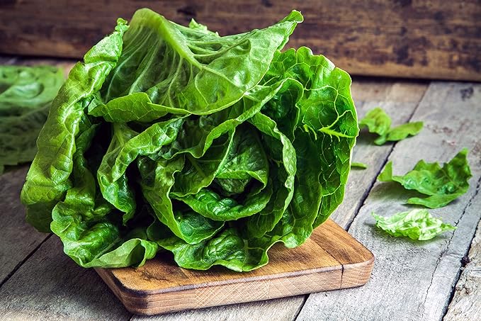 Lettuce Seeds for Planting Variety Pack - 5 Types of Lettuce - Buttercrunch, Parris Island Cos, Oakleaf, Little Gem, and Iceberg