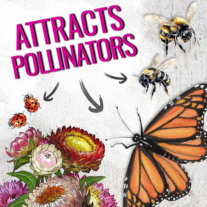 Seed Needs Strawflower Seeds for Planting - Heirloom & Open Pollinated Annual Flower Seed - Grow a Colorful Mix of Wildflowers for a Butterfly Garden, Bouquets & Floral Arrangements (2 Packs)