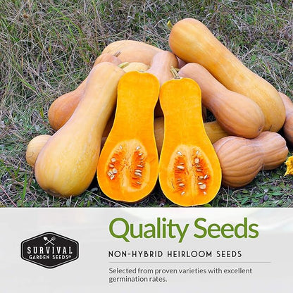 Three Sisters Collection Seed Vault - Non-GMO Heirloom Seeds for Planting Vegetables - Sweetcorn, Butternut Winter Squash & Pole Beans for Growing on Your Homestead - Survival Garden Seeds