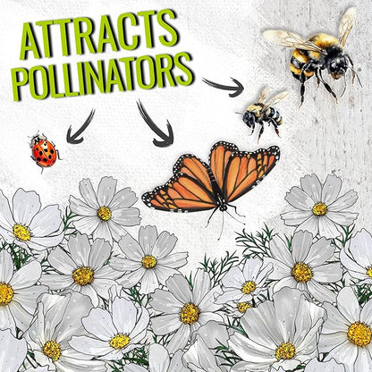 Seed Needs Cosmos Seeds White Purity Variety Flowering Seed | 5,000+ Heirloom Seeds Cosmo Bipinnatus Wildflowers | Large White Blooms Attract Butterflies & Pollinators | Bulk