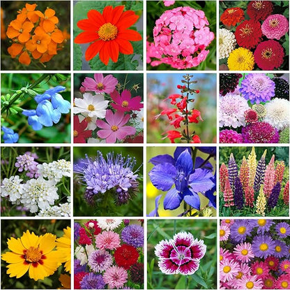 Wildflower Seeds Bulk, 1 Oz. 40,000+ Seeds – Butterfly & Hummingbird Mix with 18 Non-GMO Varieties – Pollinator Flower Seed for Planting