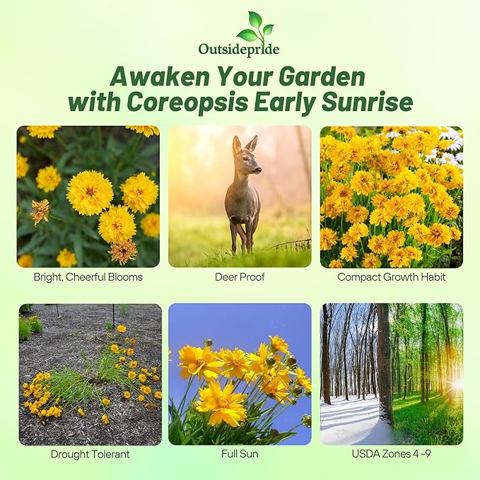Outsidepride Yellow Early Sunrise Coreopsis Seeds - 500 Seeds Tall, Native, Deer Proof, & Drought Tolerant Perennial Flower Seeds w/Compact Growth Habit & High Adaptability for Soils (AAS Winner)