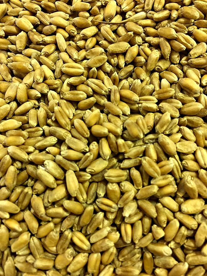 Non-GMO, Thunder Acres Premium Wheat Seed, Cat Grass Seed, Wheatgrass, Hard Red Winter Wheat (25 lbs.)