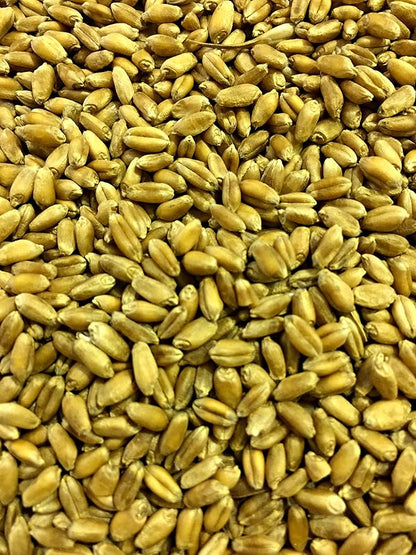 Thunder Acres Wheat Seed, Glysophate Free, Non GMO, Wheatgrass, Hard Red Winter Wheat Berries (10 lbs.)