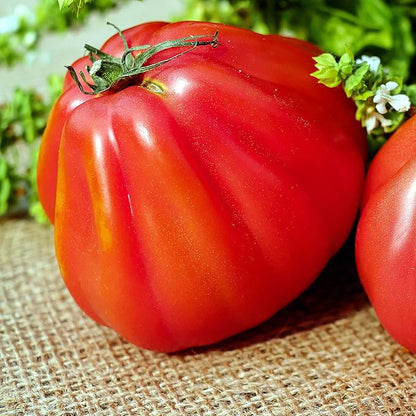 Large Tomato 100 Pounds Seeds for Planting Around 25 Seeds Non-GMO