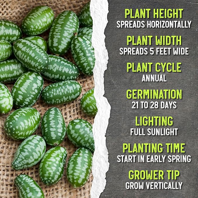 Seed Needs Cucamelon Seeds for Planting Mexican Sour Gherkin Miniature Mouse Melons - Non-GMO Heirloom & Untreated - Grow a Home Grown Indoor Outdoor Vegetable Garden (5 Packs)