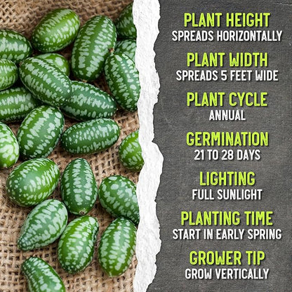 Seed Needs Cucamelon Seeds for Planting Mexican Sour Gherkin Miniature Mouse Melons - Non-GMO Heirloom & Untreated - Grow a Home Grown Indoor Outdoor Vegetable Garden (1 Pack)