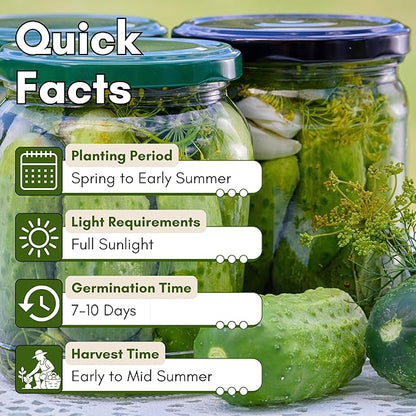 National Pickling Cucumber Seeds for Planting – Heirloom, Non-GMO Pickling Cucumber Seeds for Home Gardens, Crisp Cucumbers for Pickling & Fresh Use, Outdoor Growing | Woods Creek Seeds