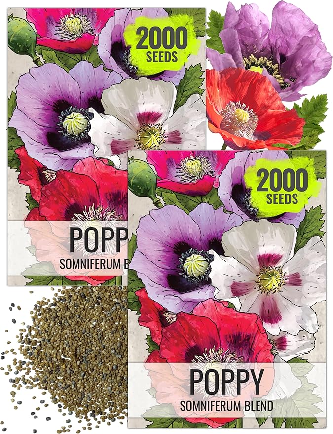 Seed Needs Mixed Somniferum Poppy Seeds for Planting - Heirloom & Open Pollinated Annual Flowers - Colorful Masses of Wildflowers, Perfect for a Butterfly Garden (2 Packs)