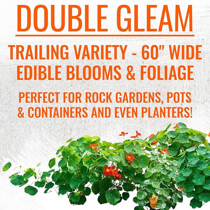 Seed Needs Nasturtium Seeds for Planting Edible Flowers | Bulk Collection Set of Jewel Blend & Double Gleam Nasturtiums | Colorful Blooms Attract Pollinators | Trailing and Bush Varieties