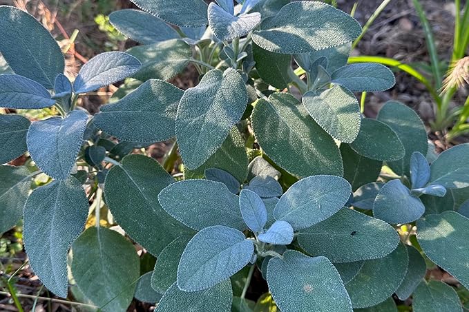 Plant Good Seed Organic Common/Culinary Sage Seeds for Planting: Culinary Herb, Green Leaves and PurpleFlowers - 58 Seed Packet