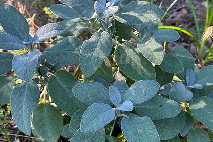 Plant Good Seed Organic Common/Culinary Sage Seeds for Planting: Culinary Herb, Green Leaves and PurpleFlowers - 58 Seed Packet