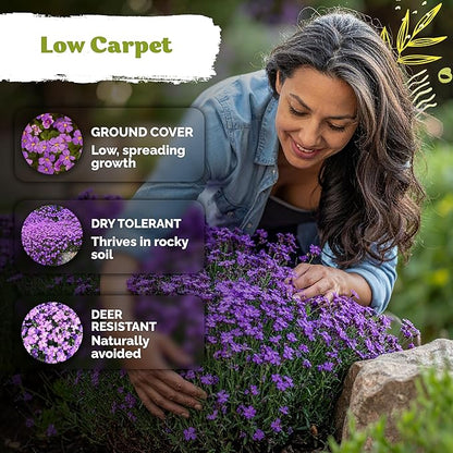 KVITER 1,000 Purple Rock Cress Seeds Perennial (Aubrieta deltoidea) - Aubrieta Seed, Lilacbush, Non-GMO & Organic Ground Cover Seed - Ideal Flower Seeds for Planting in Beds, Rock Garden & Walls