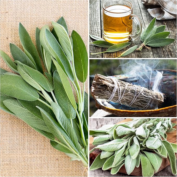 Seed Needs Rosemary & Sage Seeds for Planting Fresh Kitchen Herbs - Non-GMO Heirloom & Untreated Perennial Herb Seed to Plant a Culinary Garden Indoors or Outdoors (2 Packs)