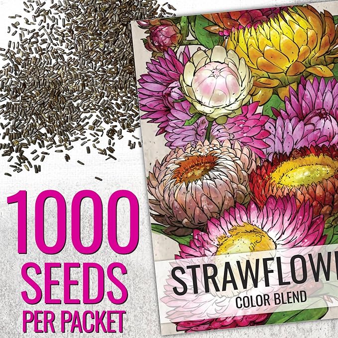 Seed Needs Strawflower Seeds for Planting - Heirloom & Open Pollinated Annual Flower Seed - Grow a Colorful Mix of Wildflowers for a Butterfly Garden, Bouquets & Floral Arrangements (1 Pack)