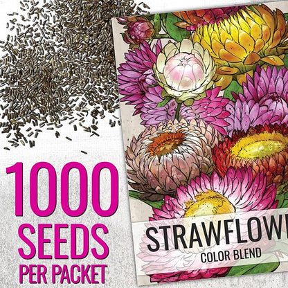 Seed Needs Strawflower Seeds for Planting - Heirloom & Open Pollinated Annual Flower Seed - Grow a Colorful Mix of Wildflowers for a Butterfly Garden, Bouquets & Floral Arrangements (5 Packs)