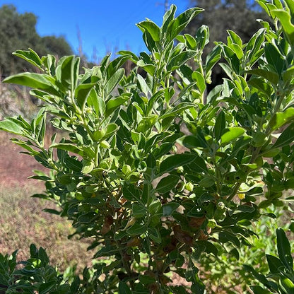 Plant Good Seed Organic Ashwagandha Seeds for Planting: Ayurveda Herb, White Roots - 80 Seed Packet