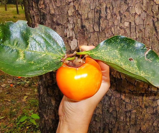 TomorrowSeeds - Japanese Persimmon Tree Seeds - 10+ Count - for 2026 Planting Diospyros Kaki Fuyu Hachiya Asian Chinese Oriental Sharon Perennial Fruit Grow Your Own Home Farm Patio Healthy
