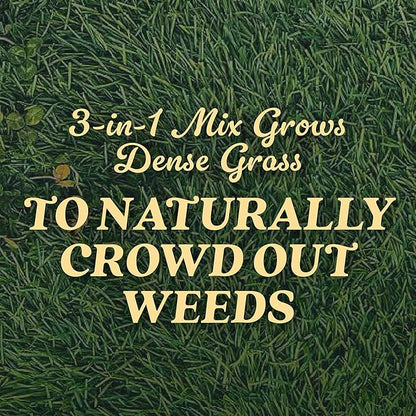 O.M. Scott and Sons Tall Fescue Blend Grass Seed, Fertilizer and Soil Improver, Naturally Crowds Out Weeds, Covers Up to 2,000 sq. ft., 8 lbs., 2-Pack