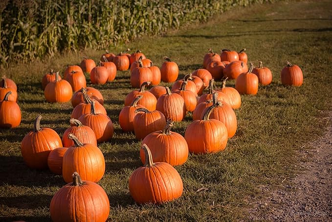 Park Seed Large Marge Hybrid Pumpkin Seeds – Non-GMO, Giant Deep Orange Pumpkins with Blocky Ribbed Shape & Strong Handles, High-Yield Variety for Fall Displays, Pack of 10
