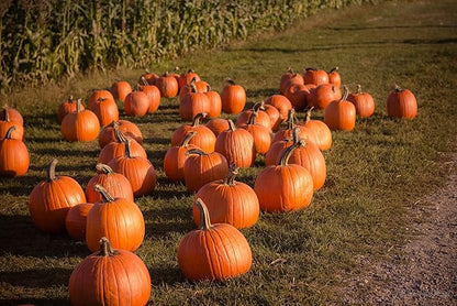 Park Seed Large Marge Hybrid Pumpkin Seeds – Non-GMO, Giant Deep Orange Pumpkins with Blocky Ribbed Shape & Strong Handles, High-Yield Variety for Fall Displays, Pack of 10