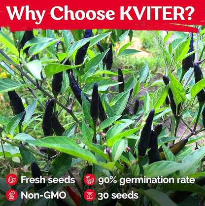 KVITER 30 Black Cobra Chilli Hot Pepper Seeds (Capsicum Annuum) – Goats Weed Pepper Heirloom Seeds, Organic Pepper Garden Seeds – Perfect Vegetable Seeds for Planting Outdoors & Indoor Garden