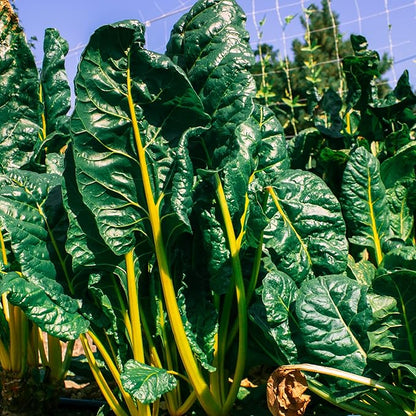 Mountain Valley Seed Company Vegetable Garden Can 50,000+ Seeds 16 Varieties for Long Term Storage, Emergency Supply, Survival Include Tomato, Pepper, Squash, Cucumber, Lettuce, Carrot, & More