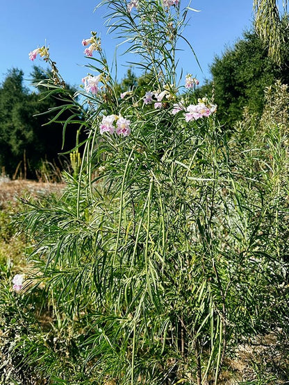 Plant Good Seed Organic Chilopsis/Desert Willow Tree Seeds for Planting: California Native Plant, Pink and White Flowers - 30 Seed Packet