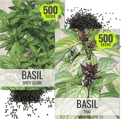 Seed Needs Spicy Globe Basil/Thai Basil Seeds for Planting Fresh Kitchen Herbs - Non-GMO Heirloom & Untreated Annual Herb Seed to Plant a Culinary Garden Indoors or Outdoors