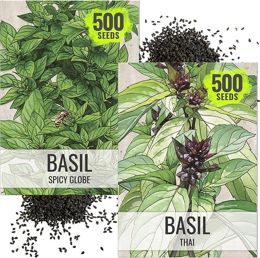 Seed Needs Spicy Globe Basil/Thai Basil Seeds for Planting Fresh Kitchen Herbs - Non-GMO Heirloom & Untreated Annual Herb Seed to Plant a Culinary Garden Indoors or Outdoors