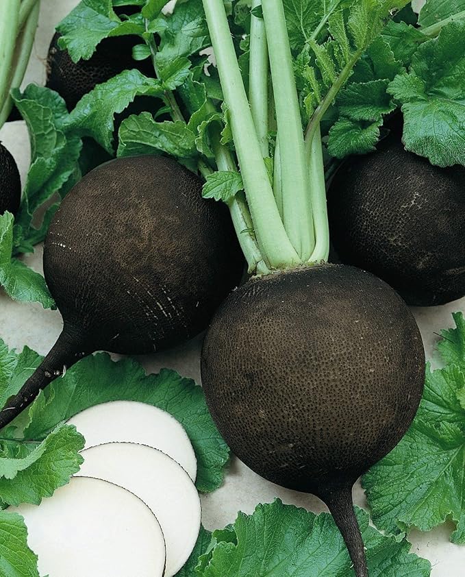 Black Radish Non GMO Vegetable for Planting