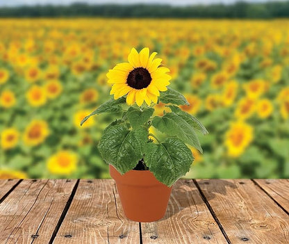 BUZZY Seeds Sunflower Starter Kit Bulk 10 Pack – 3inch Terracotta Pots, Soil Pellets, Flower Seeds for DIY Craft Projects, Favors, and Seed Starting