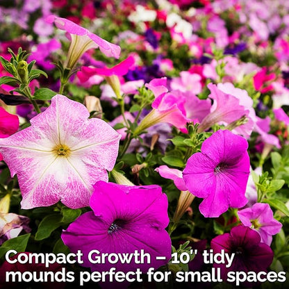 KVITER 4,000 Mix Dwarf Petunia Seeds for Planting Flowers (Nana Compacta) — Mini Petunia Flower Seeds, Annual, Organic & Non GMO — Beds, Hanging Baskets, Containers, Outdoor & Indoor Garden