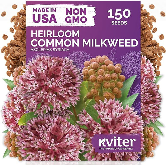 KVITER 150 Common Milkweed Seeds (Asclepias Syriaca)- Pink, Perennial Native Wildflower for Butterflies, Non GMO Seed - Heirloom Flower Seeds in Seed Packets for Outdoor Garden, Borders, Wild Areas