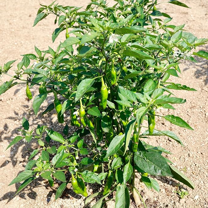 Shishito Pepper 70 Seeds, Japanese Heirloom Peppers, Shishitōgarashi, Non-GMO Japanese Wrinkled Pepper, 꽈리고추