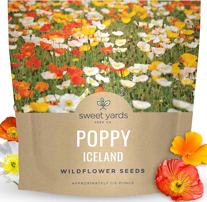 Poppy - Iceland - Large 1/2 Ounce Packet - 75,000 Flower Seeds for Planting - Papaver nudicaule
