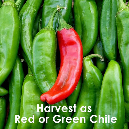 Hatch Chile Seeds from Chile Revival - Qty 20 (Medium/Hot Big Jim)
