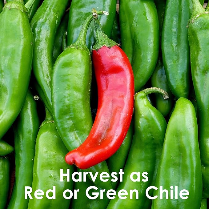 Hatch Chile Seeds from Chile Revival - Hatch Classic 3 Pack - 20 Seeds of Each 60 Total - NuMex 6-4 (Mild), Big Jim (Med-Hot), Sandia (Hot)