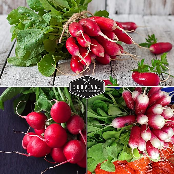 Radish Seeds Variety Pack – 5 Packets | Heirloom Non-GMO Radishes for Planting: Daikon, Watermelon, Purple Plum, French Breakfast & Champion – Survival Garden Seeds