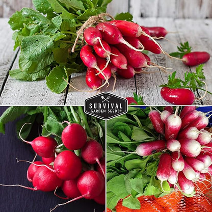 Radish Seeds Variety Pack – 5 Packets | Heirloom Non-GMO Radishes for Planting: Daikon, Watermelon, Purple Plum, French Breakfast & Champion – Survival Garden Seeds