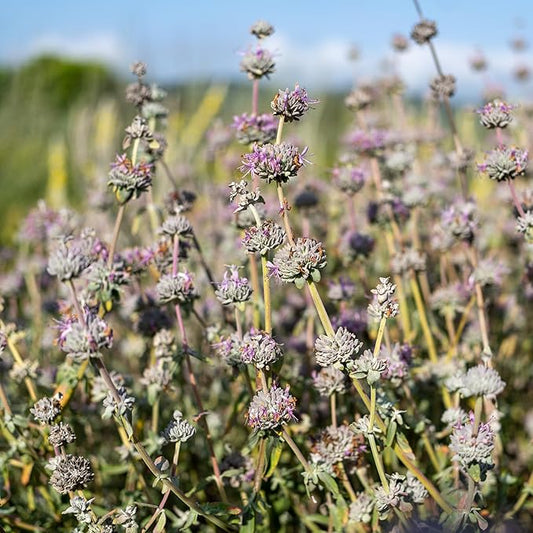 Plant Good Seed Organic San Luis Purple Sage Seeds for Planting: California Native Plant, Aromatic Gray Leaves - 100 Seed Packet