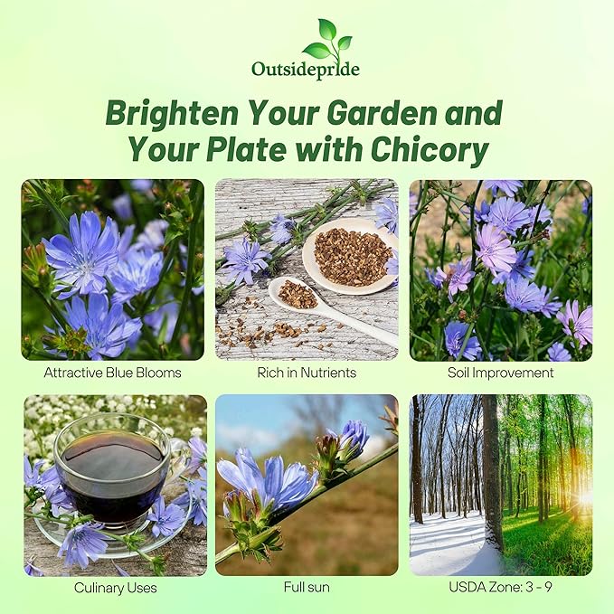 Outsidepride Chicory Seeds for Planting - 1/4 lb. Perennial, Easy to Grow & Drought Tolerant, Flower Seeds with Clustered Pastel Blue Blooms for Garden Pastures & Wildflower Meadows