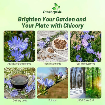 Outsidepride Chicory Seeds for Planting - 5 lb. Perennial, Easy to Grow & Drought Tolerant, Flower Seeds with Clustered Pastel Blue Blooms for Garden Pastures & Wildflower Meadows